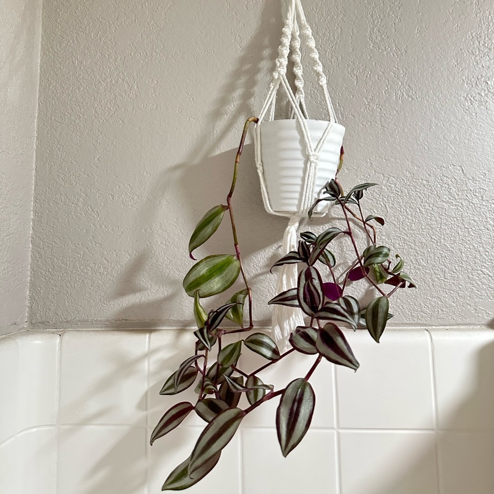 Silver tradescantia with hanging pot